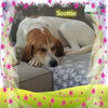 Butterscotch/ADOPTED!