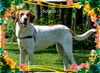 Butterscotch/ADOPTED!
