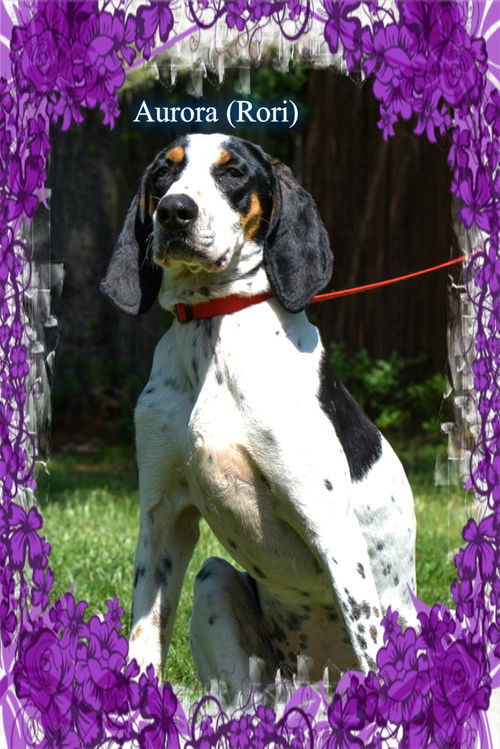 Aurora (Rori) ADOPTED