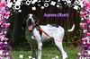 Aurora (Rori) ADOPTED