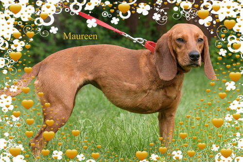 Maureen/Tripod-ADOPTION PENDING!