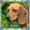 Maureen/Tripod-ADOPTION PENDING!