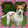 Bette (Betsy) ADOPTED!