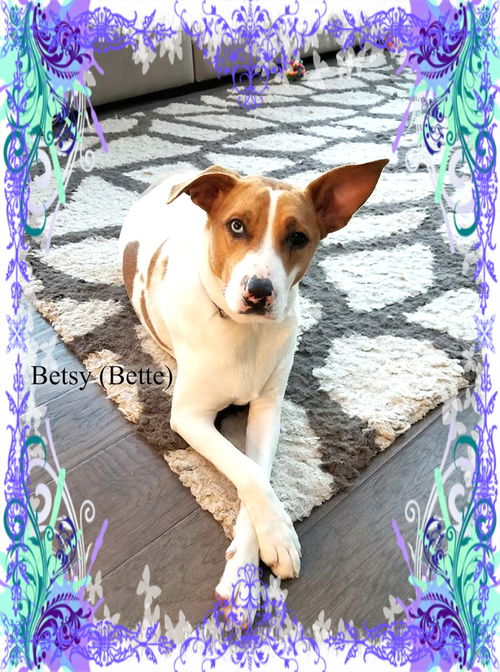 Bette (Betsy) ADOPTED!