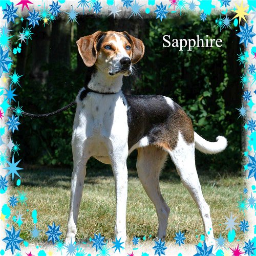 Sapphire/ADOPTED!!