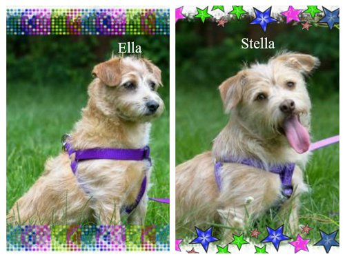 Ella/Stella -- ADOPTED!