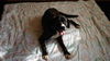 Ariabella-Ying-ADOPTED!!