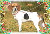 Dusty/ADOPTION PENDING!