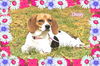 Dusty/ADOPTION PENDING!