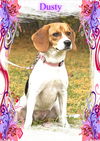 Dusty/ADOPTION PENDING!