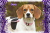 Dusty/ADOPTION PENDING!
