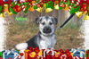 Arlena/ADOPTION PENDING!!