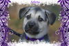 Arlena/ADOPTION PENDING!!