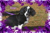 Ryder/ADOPTED!