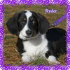 Ryder/ADOPTED!