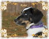 Ryder/ADOPTED!
