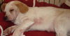 Cotton Puff/Adopted!!
