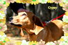 Gypsy/ADOPTED!