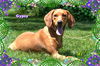 Gypsy/ADOPTED!
