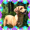 Gypsy/ADOPTED!