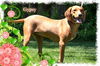 Gypsy/ADOPTED!