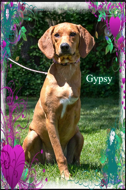 Gypsy/ADOPTED!