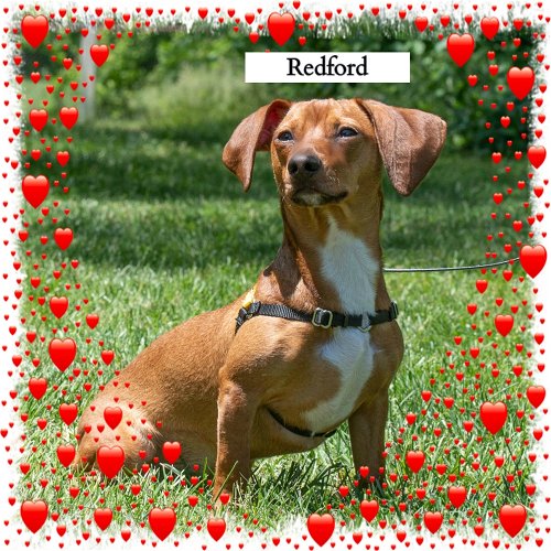 Redford/ADOPTED!