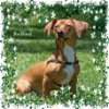 Redford/ADOPTED!