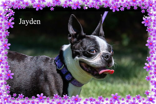 Jayden/ADOPTED!