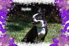 Jayden/ADOPTED!