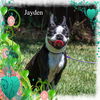 Jayden/ADOPTED!