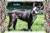 Jayden/ADOPTED!