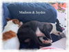 Jayden/ADOPTED!