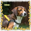 Jo-Jo-ADOPTED!
