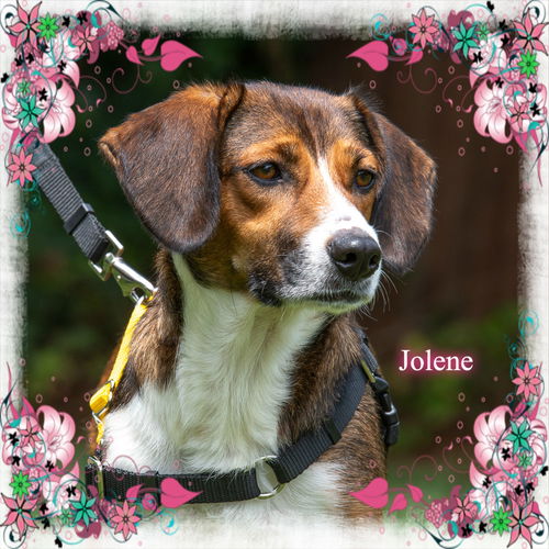 Jo-Jo-ADOPTED!