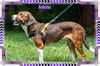 Jo-Jo-ADOPTED!