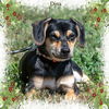 Dina/ADOPTED!