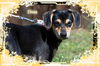 Dina/ADOPTED!