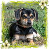 Dina/ADOPTED!