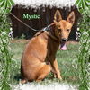 Mystic/ADOPTED