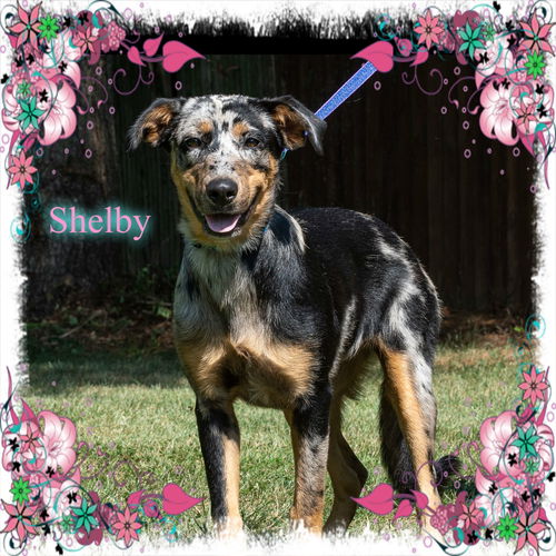 Shelby/Zoey-ADOPTED!