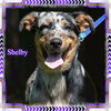 Shelby/Zoey-ADOPTED!