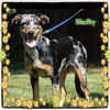 Shelby/Zoey-ADOPTED!