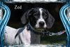 Zed/ADOPTED!!