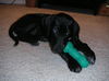 Cole-ADOPTED!!