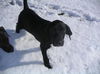 Cole-ADOPTED!!