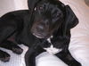 Cole-ADOPTED!!