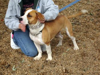 Dodger-ADOPTED!!