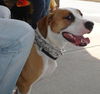 Dodger-ADOPTED!!