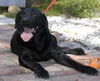 Bradley - Adopted!